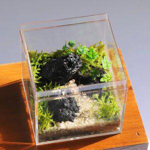 테라리움 만들기 키트 제주애기모람 오솔길 DIY 비바리움 이끼 키우기 세트 수업교재