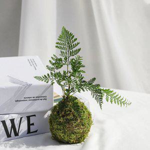 코케다마 이끼볼 DIY 만들기 키트 후마타고사리 대엽 풍란 키우기 쉬운 공기정화 식물