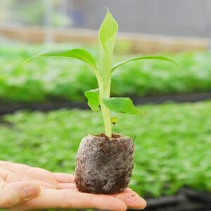 J2K 지피 펠렛 압축 상토 원예용 배양토 분갈이 원예용품 (10개)