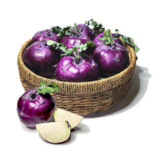 [아침이슬농원] 제주 콜라비 정품 10kg