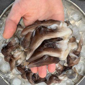 [품질보장] 국내산 제철 자연산 쫄깃한 새조개살 200g 산지 새조개 샤브샤브