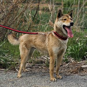 강아지 대형견 리드줄 개줄 산책줄 애견