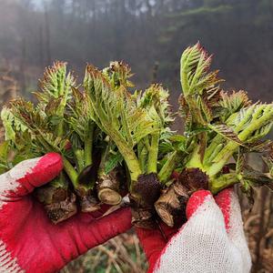 택촌마을 신선하고 쌉쓰름한 두릅 참두릅 500g/1kg 농가발송