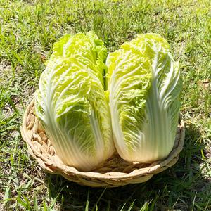 국내산 쌈배추 4kg 내외(7~9통) 알배기 알배추 겉절이