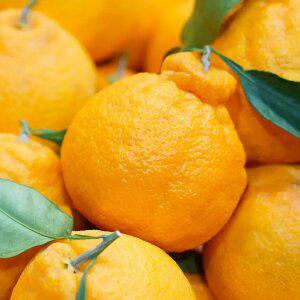 제주 서귀포 한라봉 10kg 중소과(36-70과)