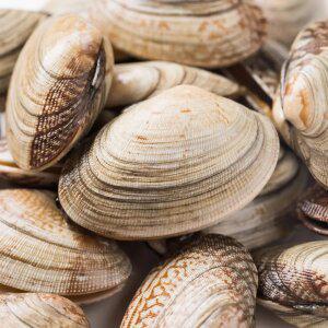 [대한민국농수산] 자연산 생물 왕바지락 1kg