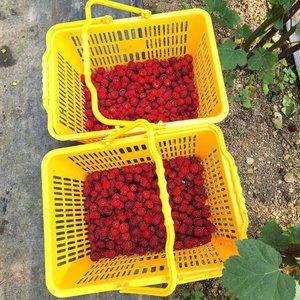 국내산 산딸기 생과 제철 신선 산딸기 250g 3팩