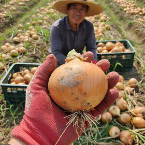 국내산 햇양파 특왕 혼합과 2kg내외 (특-왕 혼합과/실중량)