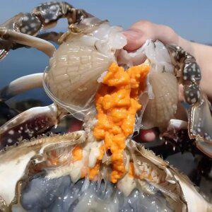 국내산 생물 알배기 암꽃게 1kg