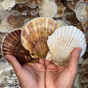 [품질보장] 이순신수산 북해도 대왕가리비 수입산 참가리비[특대]1kg (3-8미)