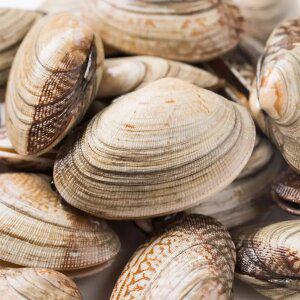 [대한민국농수산] 자연산 급냉 순살 왕바지락 300g