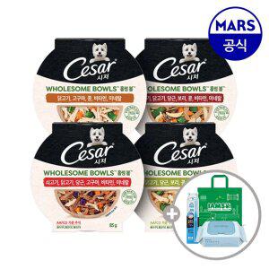 시저 홀썸볼 10개골라담기+아이엠즈쇼핑백+애견칫솔+베베숲물티슈