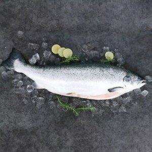 [HACCP인증] 노르웨이 생연어 한마리 6-7kg 통마리 손질가능