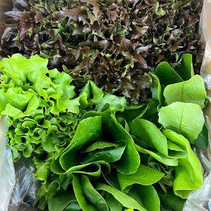 유기농 유러피안 샐러드 채소 1kg(4종 랜덤)