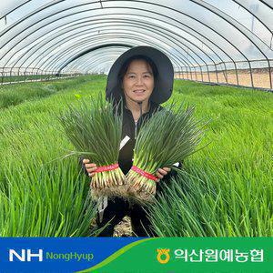 [익산원예농협] 국산 깐쪽파 1kg  당일수확 당일작업