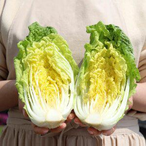 씹을수록 고소한 GAP 알배기 배추 4kg