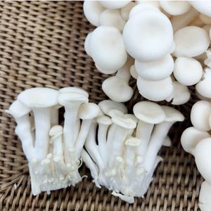 산지발송 친환경 무농약 GAP 굴맛버섯 1kg 풍부한 굴향버섯