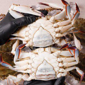 [알배기 100%] 당일조업 서해 활 알배기 암꽃게 3kg(12-18미 내외)