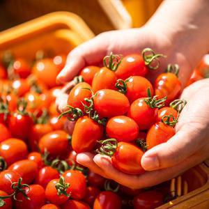 국내 GAP인증 로얄과 대추 방울토마토 2kg