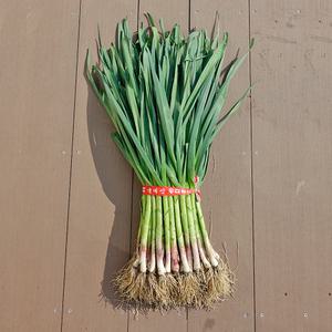 익산 탑고지마을 마늘 풋마늘 1단 2kg내외