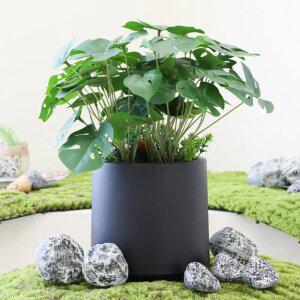 인조식물 인테리어 미니화분 실내 테이블플랜트 조화화분 큐티몬스테라화분