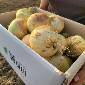 [최종 5,080원] [품질보장] 26년 수확 국내산 달달하고 단단한 햇 양파 중 3kg