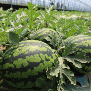 [고당도 11브릭스이상] 과즙폭발 하우스 꿀수박 6kg이상