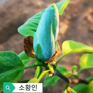 신품종 소황인 목련나무 접목1년생 묘목 정원조경관상수 봄꽃나무 노지월동 (목하원예조경)