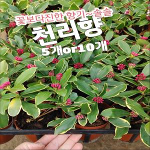 천리향-5개or10개/진한 꽃향기에  미소가 지어진다고