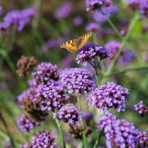 버들마편초(숙근버베나) 10cm포트 5개