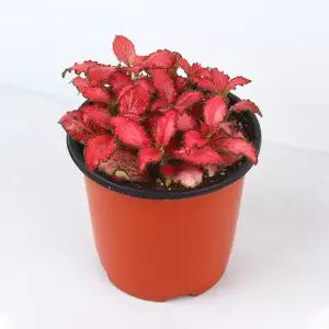 미미네가든 피토니아 레드스타 1포트 - 휘토니아