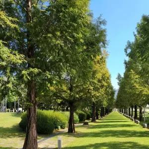 메타세쿼이아나무 묘목 실생2년생 노지월동 공원조경나무 가로수 정원수 (목하원예조경)