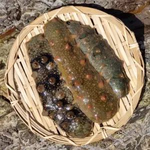 통영 활 해삼 500g 해삼회