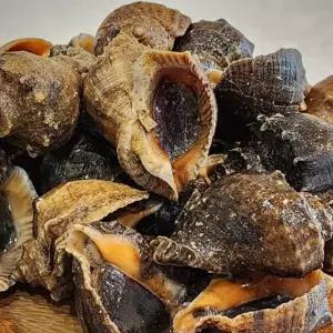 서해안 제철 참소라 1kg