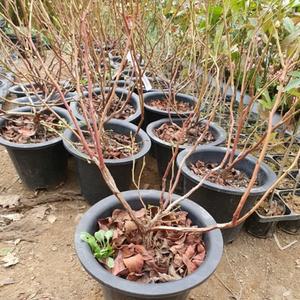 묘목 조경수 블루베리 삽목 분 첸티클리어 1주 4년생 키움원예