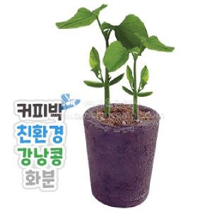 커피박 친환경 강낭콩 화분 만들기(1인용)(탄소중립)