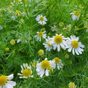 [나무팜]캐모마일모종(4치포트15개/한판)카모마일모 사과향 허브모종 건강한 허브식물 차음료 관상용