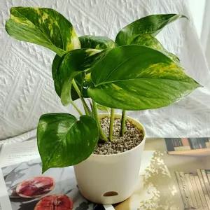 스킨답서스 모종 심기 화분 만들기 키트 공기정화식물 반려식물 활동 체험