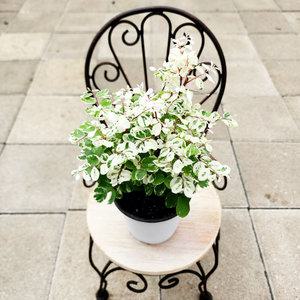 에덴플랜트 소코브레이니아 브레이니아 소코라코 (지름 10Cm포트) 비단노을 감성식물