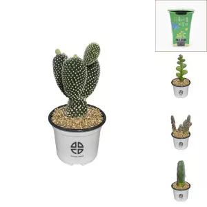 사막에 사는 식물 관찰 실험용 토끼 선인장/식물실험/자라는/홈가드닝/어린이/체험/교육용/키트/실험/작은