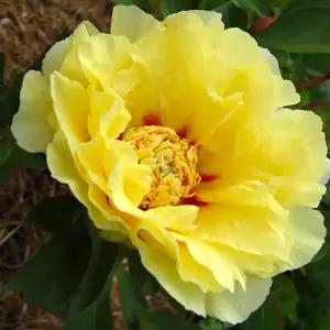 동팡진 목단 모란 겹꽃 함박꽃 시리즈 세종식물원