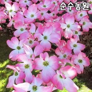 미꽃산딸나무 묘목, 스텔라핑크(분홍꽃) 접목1년 뿌리묘(특) 1개/꽃나무/정원수