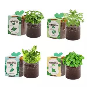 채소 키우기 고수 바질 루꼴라 레몬밤 파슬리 모종 씨앗 키트 어린이집 식목일 행사