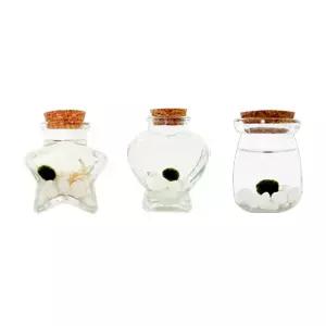 유리병 미니어항 마리모키우기 DIY 식목일 원예 식물키우기 꾸미기 체험 단체특강 미술수업