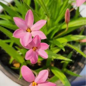 설난 원종설난 야생화 다년생 상록식물 정원식물 지피식물 B02