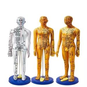 경혈 모형 인체 경락 전신 한의학 혈자리 교육용 한의원 마네킹 인형 학습