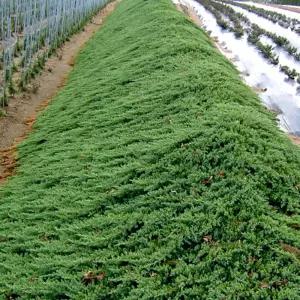 좀눈향나무 묘목 삽목2년 뿌리묘10개