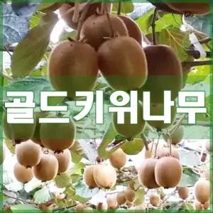 키위나무 묘목 골드키위 접목묘 암나무 상묘