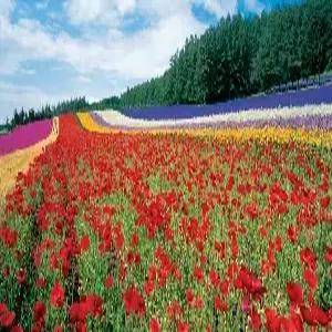 홋카이도 5일 #아시아나 왕복 탑승 #보랏빛 향기 비에이+후라노 #온천호텔2박+시내2박 #대게+샤브샤브석식+주류[음료]무제한 #오타루 감성 거리 #현지 간식 특전