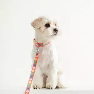 바잇미X피피피스튜디오 반려견 목줄  핸즈프리 리드줄 산책 용품 세트 1개